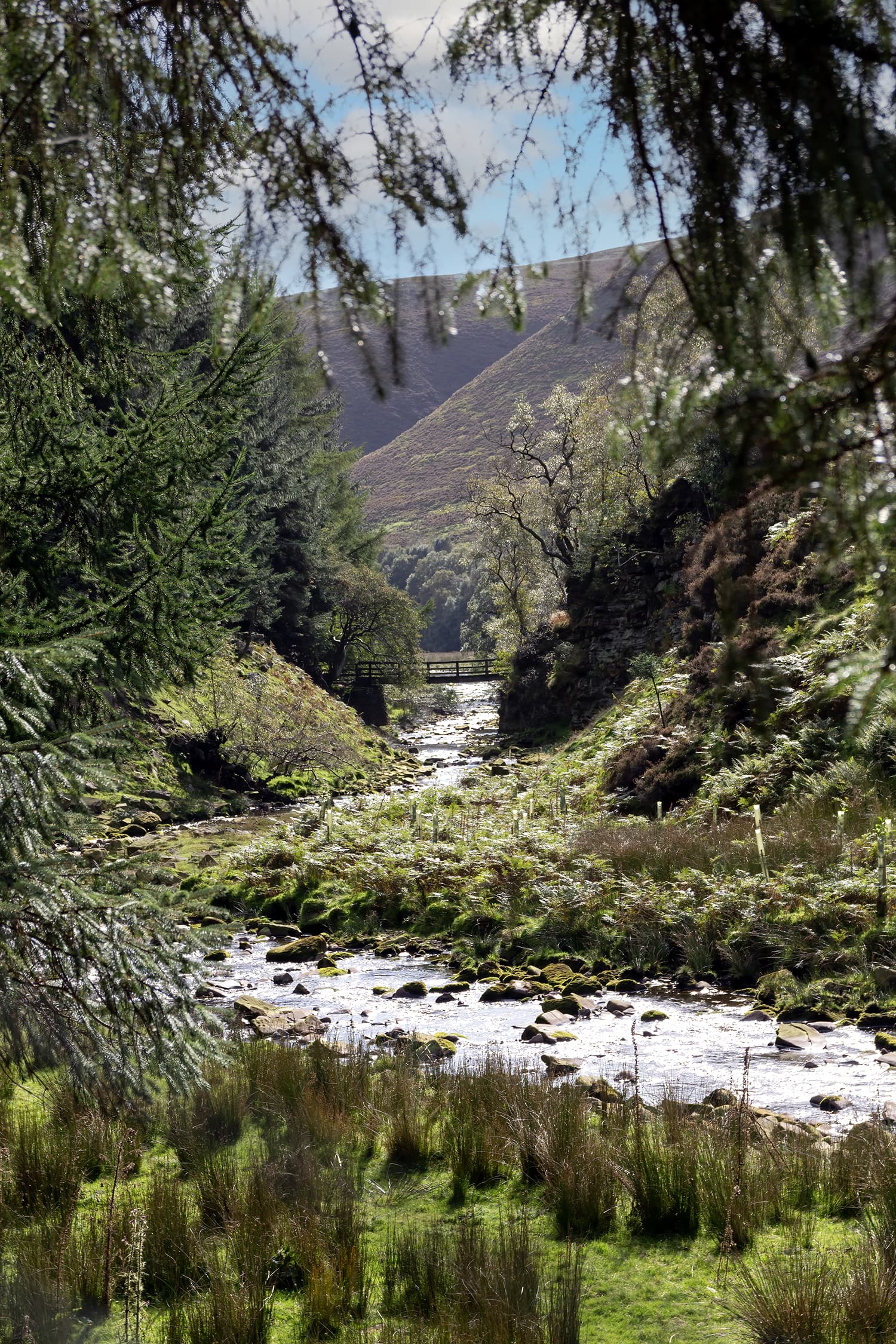 Sustainability - Woodland stream flowing through a green forest landscape with hills in the background